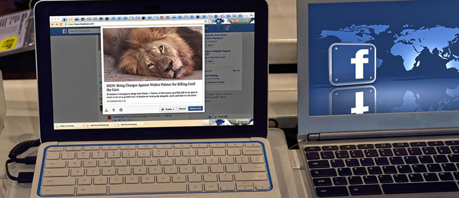 how to use facebook for amazing business results, picture of a facebook post that has a lion for a picture next to a laptop with a facebook background on it, facebook marketing for rv businesses